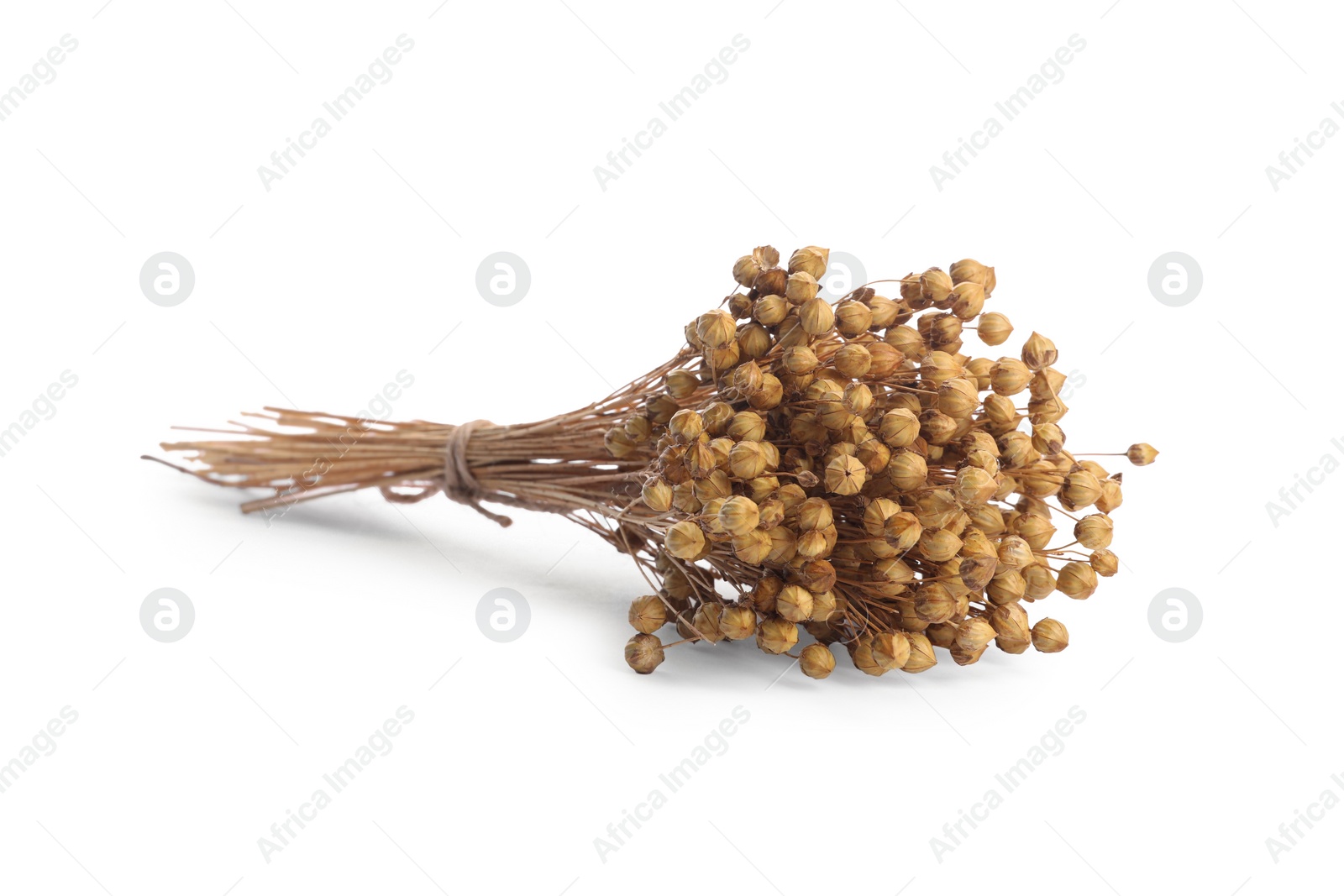 Photo of Bunch of beautiful dry flax flowers isolated on white