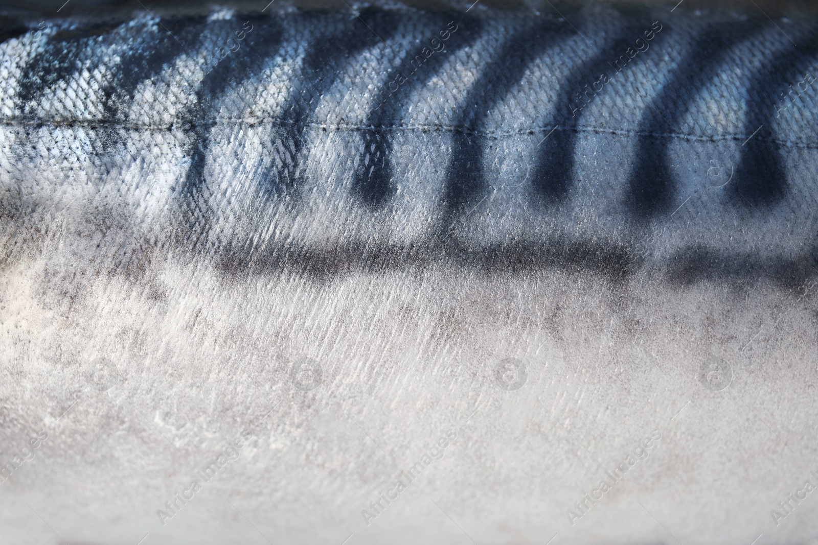 Photo of Texture of raw mackerel as background, closeup