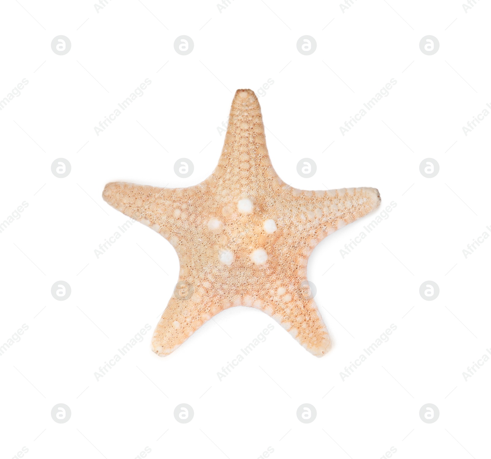 Photo of Beautiful sea star isolated on white, top view. Beach object