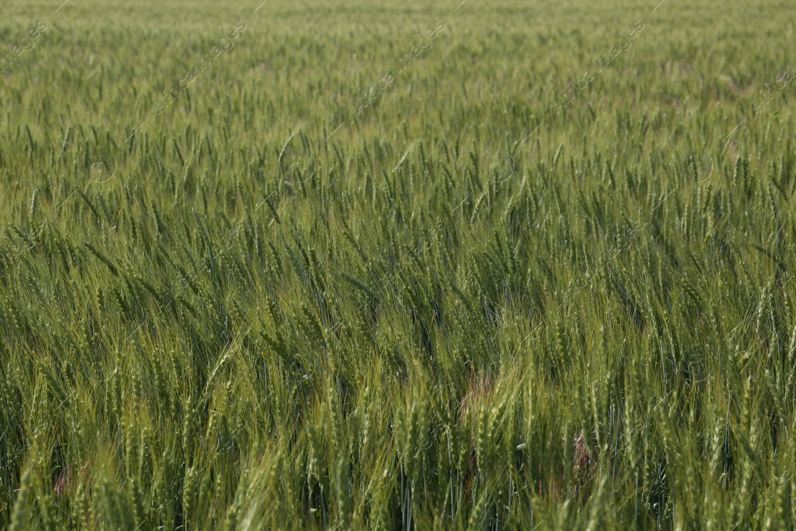 Photo of Beautiful agricultural field with ripening wheat as background