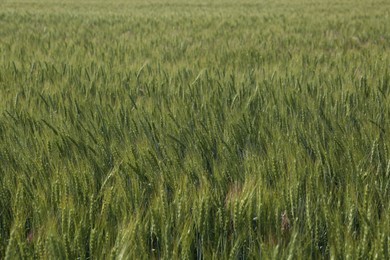 Photo of Beautiful agricultural field with ripening wheat as background