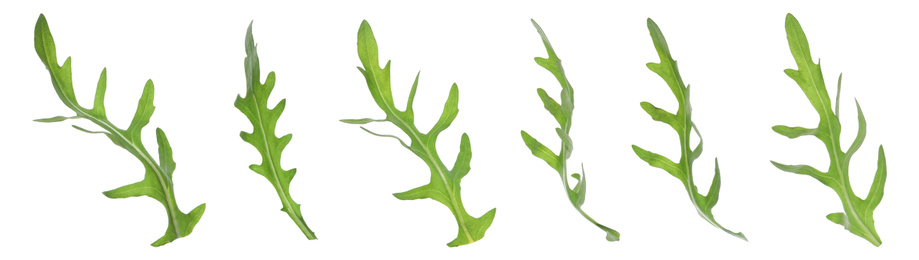 Image of Fresh arugula leaves on white background, banner design