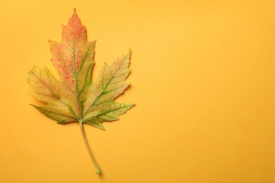 Photo of Beautiful autumn leaf on yellow background, top view. Space for text
