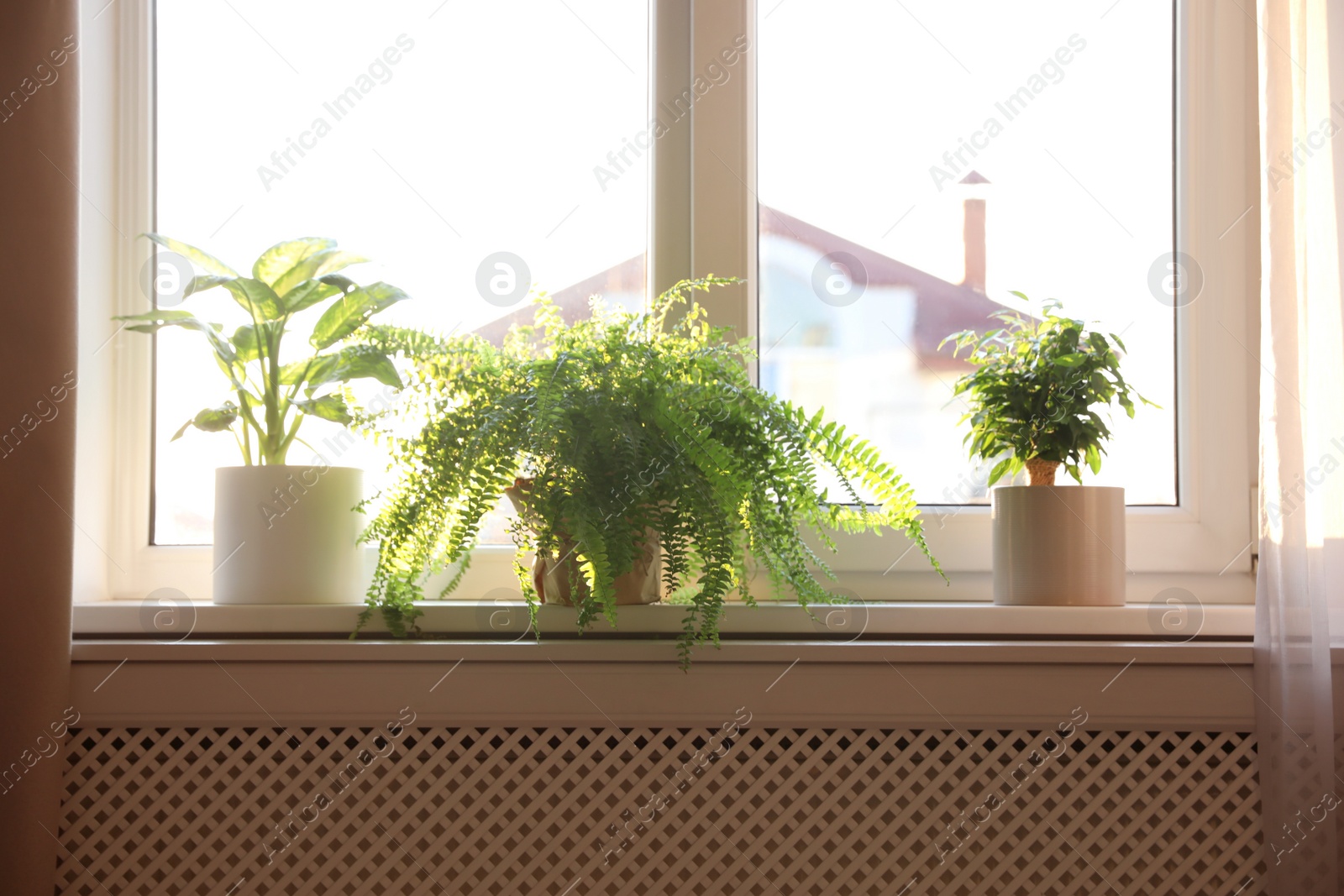 Photo of Beautiful potted plants on window sill at home