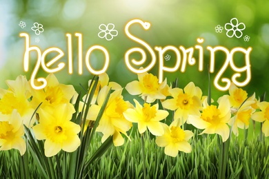 Image of Hello Spring. Beautiful flowers outdoors on sunny day 