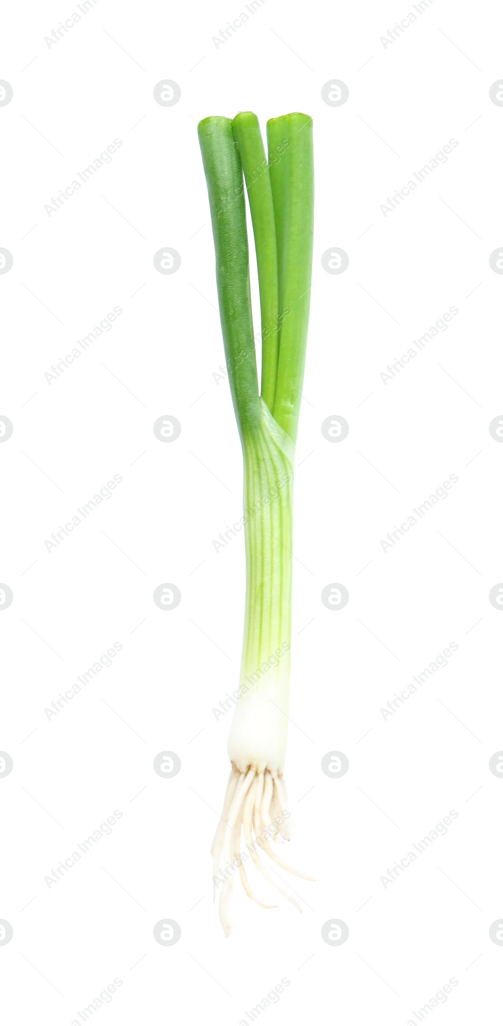 Photo of Fresh green spring onion isolated on white