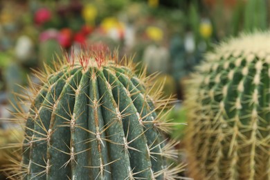 Photo of Closeup view of beautiful cactus on blurred background