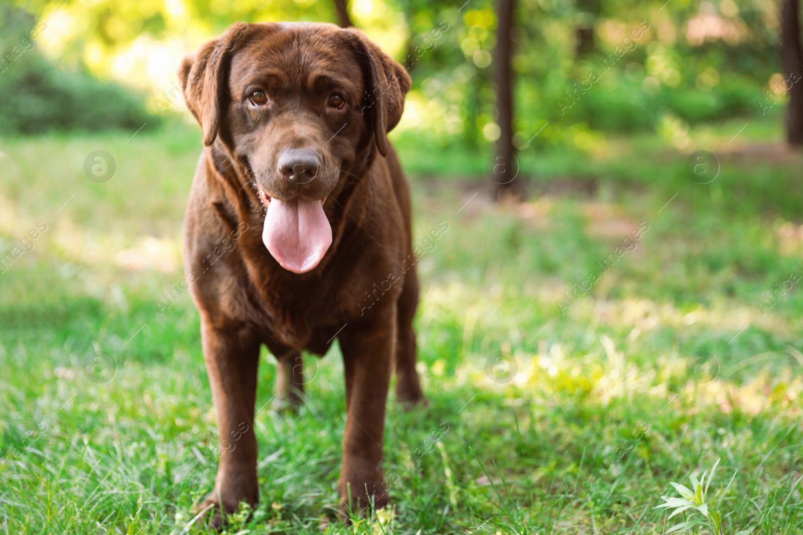 Photo of Cute Chocolate Labrador Retriever in green summer park