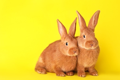 Photo of Cute bunnies on yellow background, space for text. Easter symbol