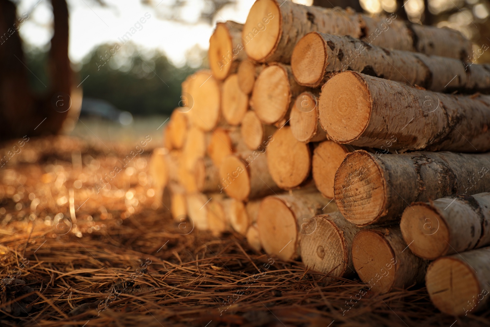 Photo of Stack of cut firewood in forest on sunny day, closeup