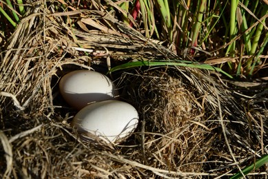 Photo of Nest with duck eggs hidden in grass. Space for text