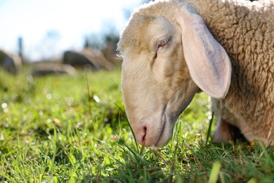 Photo of Cute sheep grazing outdoors on sunny day, space for text. Farm animal