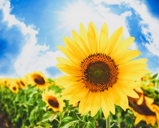 Image of Beautiful sunflower in field under blue sky 