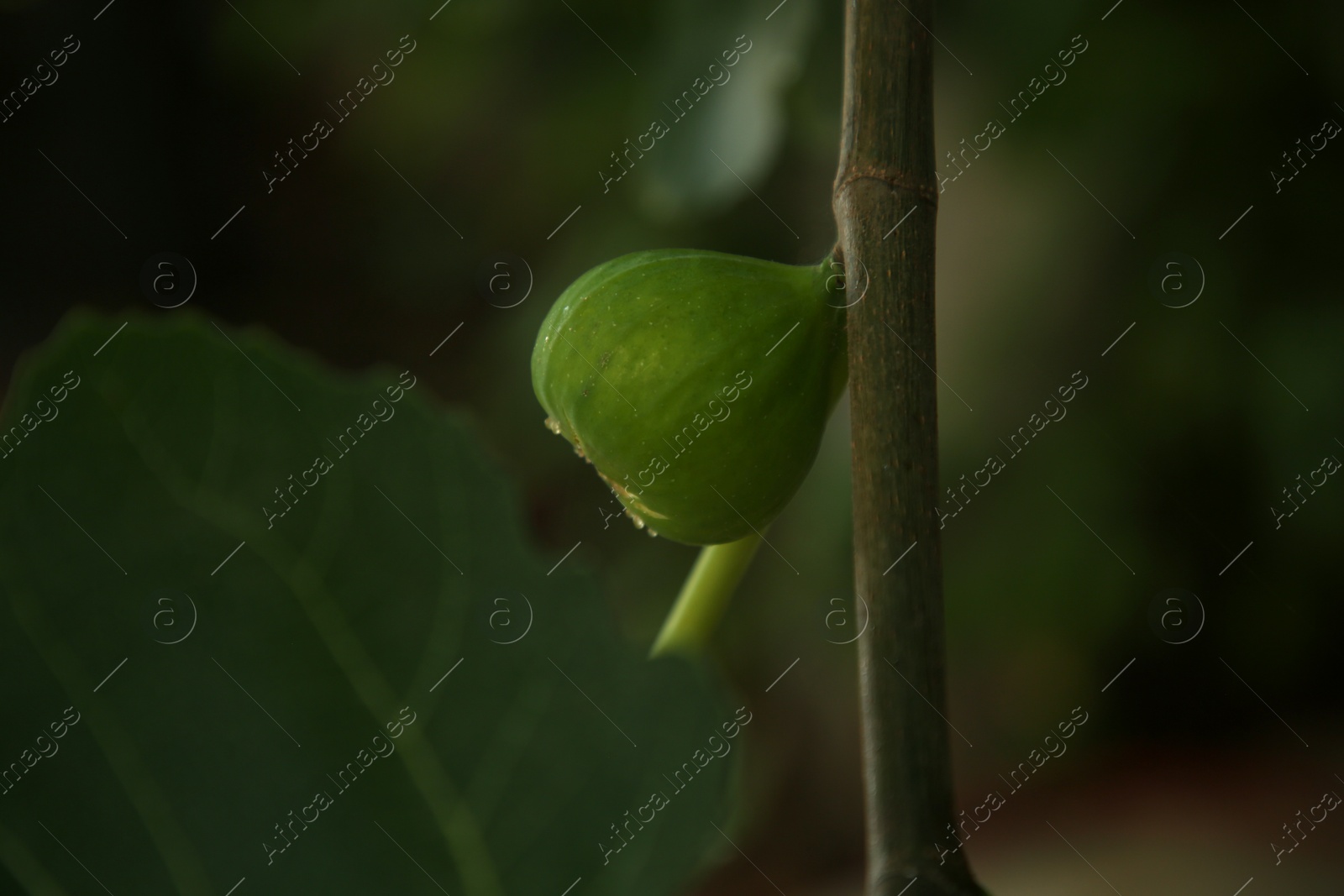 Photo of Unripe fig on tree branch in garden, closeup