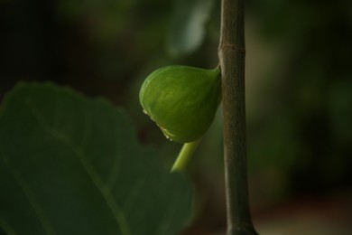 Photo of Unripe fig on tree branch in garden, closeup