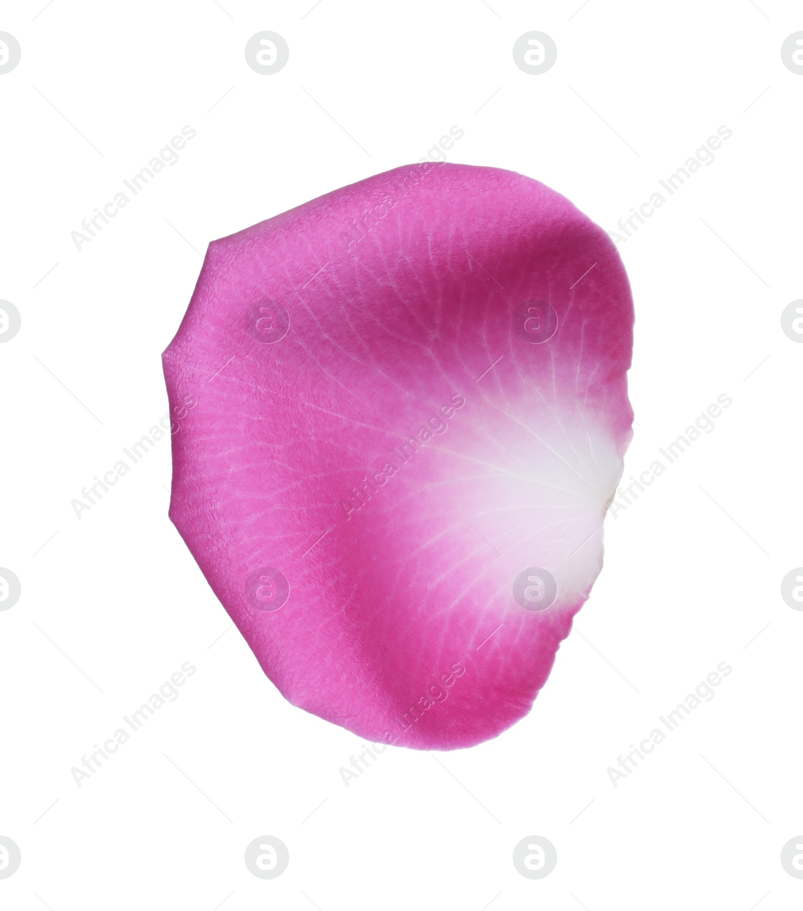 Photo of Pink rose flower petal on white background