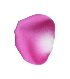 Photo of Pink rose flower petal on white background