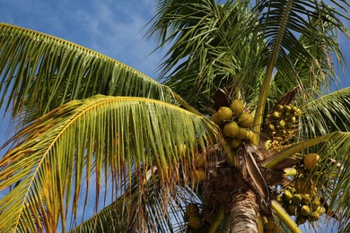 Photo of Beautiful coconuts growing on palm outdoors, low angle view