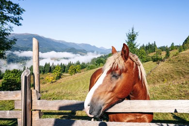 Photo of Cute horse near fence in mountains. Lovely domesticated pet