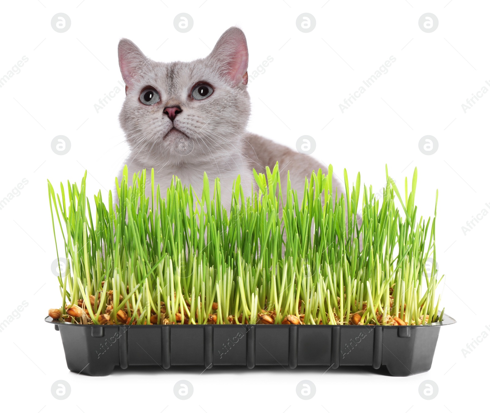 Image of Adorable cat and plastic container with fresh green grass on white background