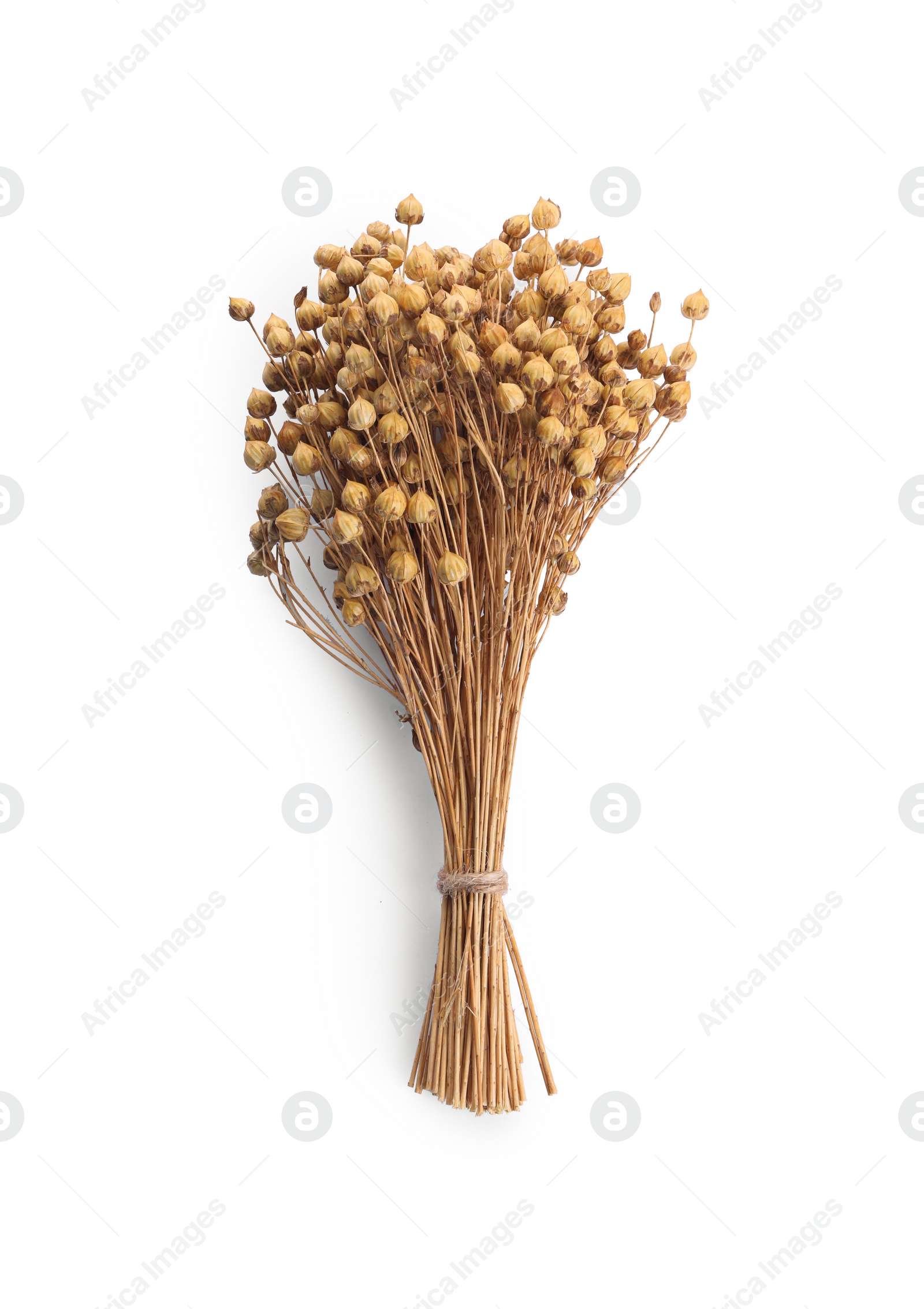 Photo of Bunch of beautiful dry flax flowers isolated on white, top view