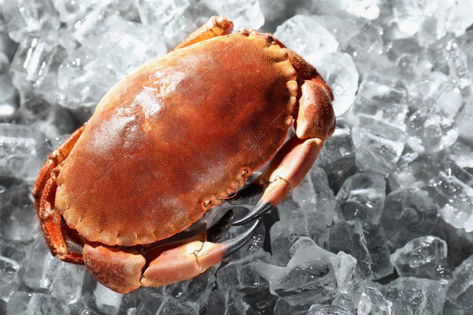 Photo of Delicious boiled crab on ice cubes, closeup