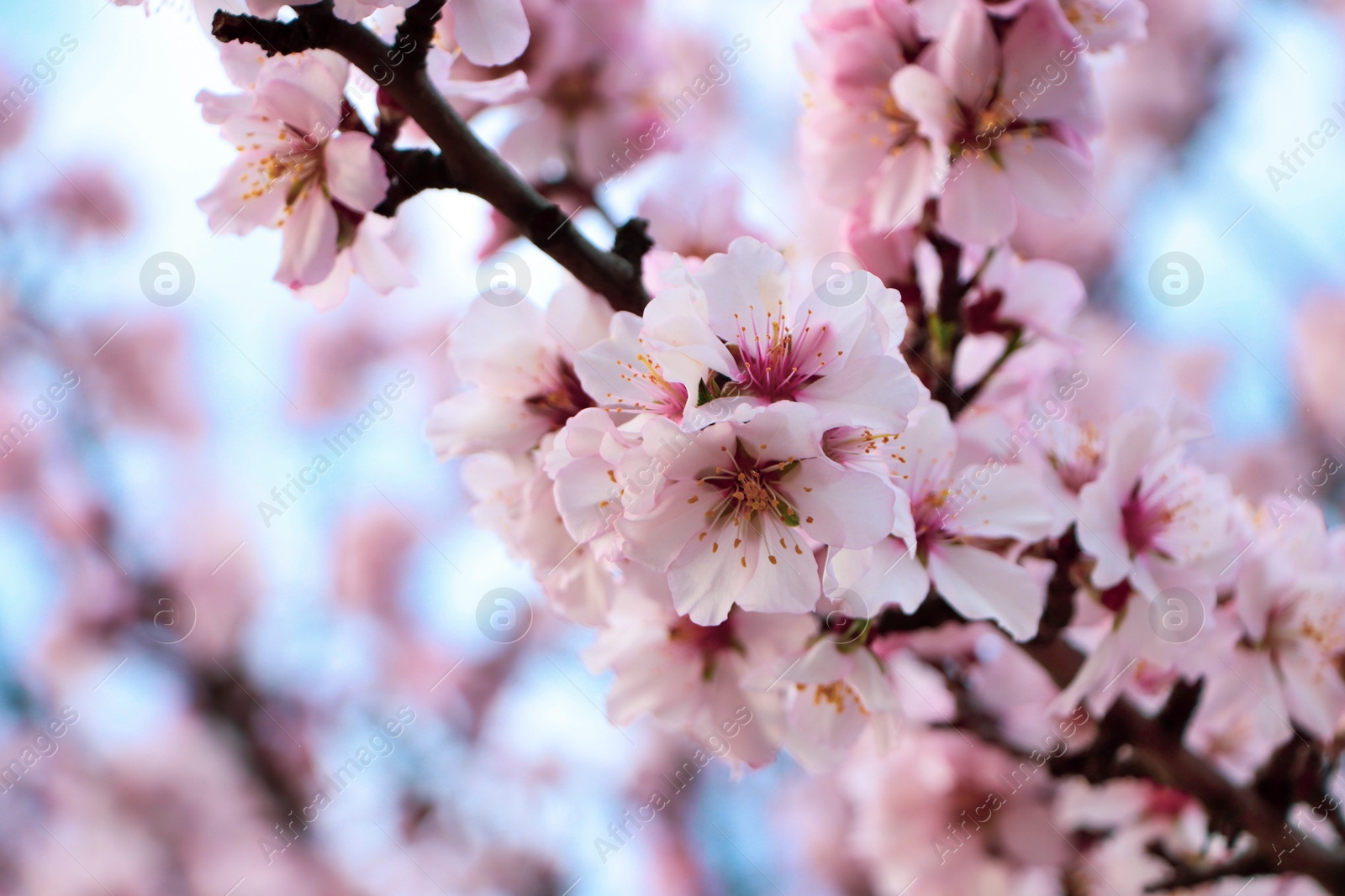 Photo of Delicate spring pink cherry blossoms on tree outdoors, closeup