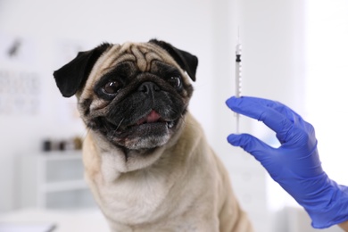 Professional holding syringe with vaccine near cute pug dog in clinic, closeup
