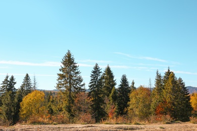 Picturesque landscape with beautiful forest and sky