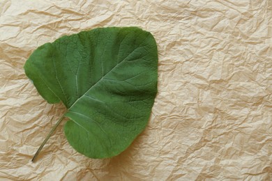Photo of Fresh green burdock leaf on parchment, top view. Space for text