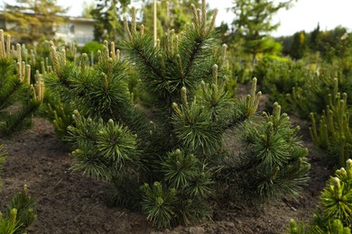Beautiful pine trees growing in the garden on spring day