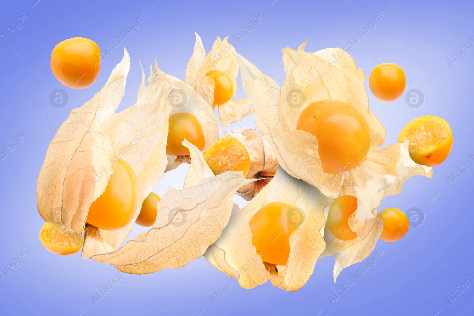 Image of Ripe orange physalis fruits with calyx falling on color gradient background