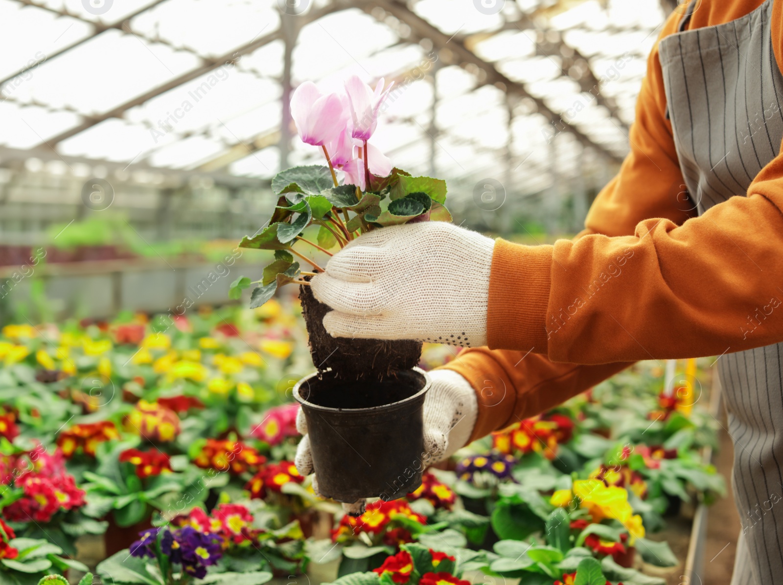 Photo of Man potting flower in greenhouse, closeup with space for text. Home gardening