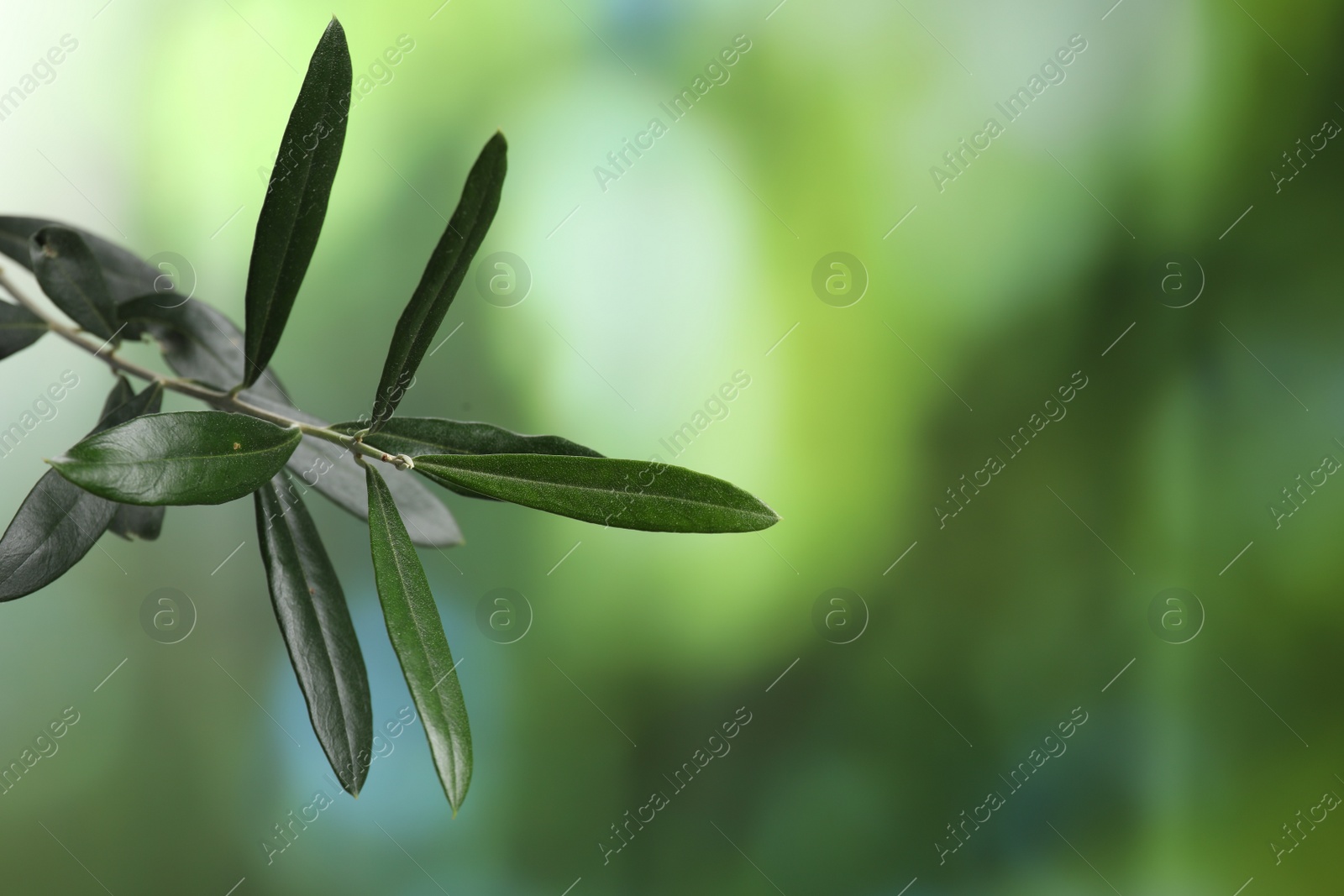 Photo of Olive twig with fresh green leaves on blurred background, closeup. Space for text