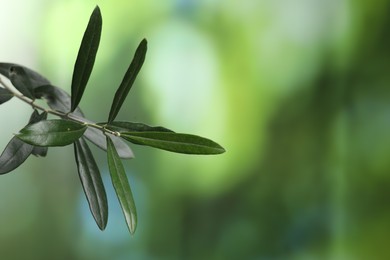 Olive twig with fresh green leaves on blurred background, closeup. Space for text