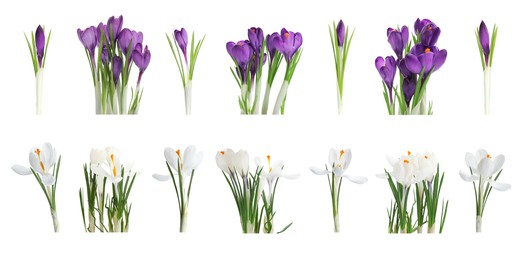 Set with beautiful spring crocus flowers on white background. Banner design 