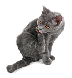 Adorable grey British Shorthair cat on white background