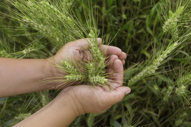 Man in field with ripening wheat, above view