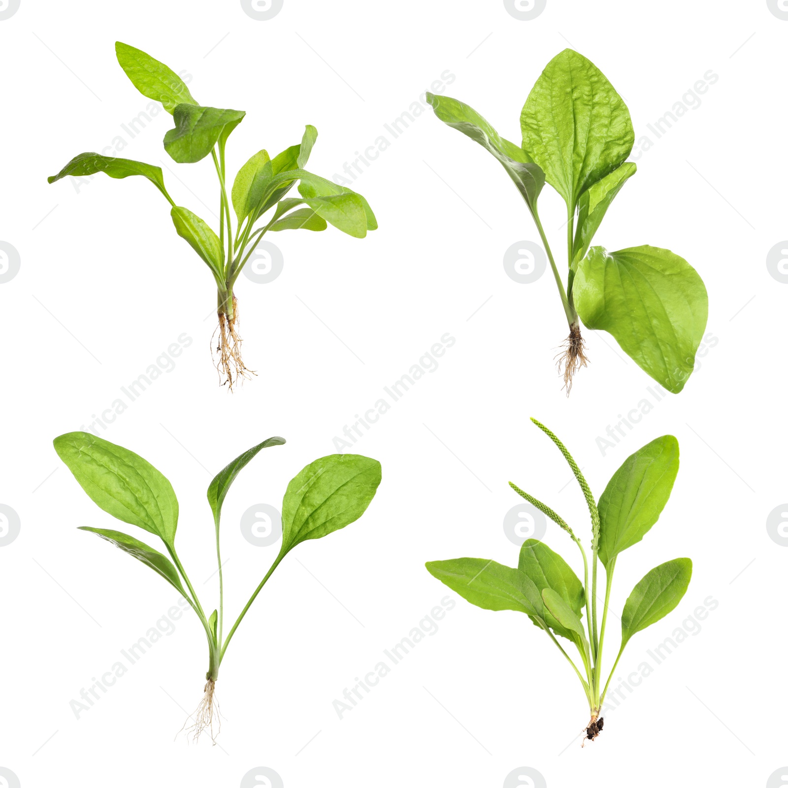 Image of Set with fresh broadleaf plantain plants on white background