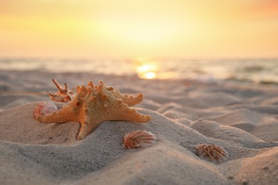 Photo of Beautiful sea star and shells on sunlit sand at sunset, space for text