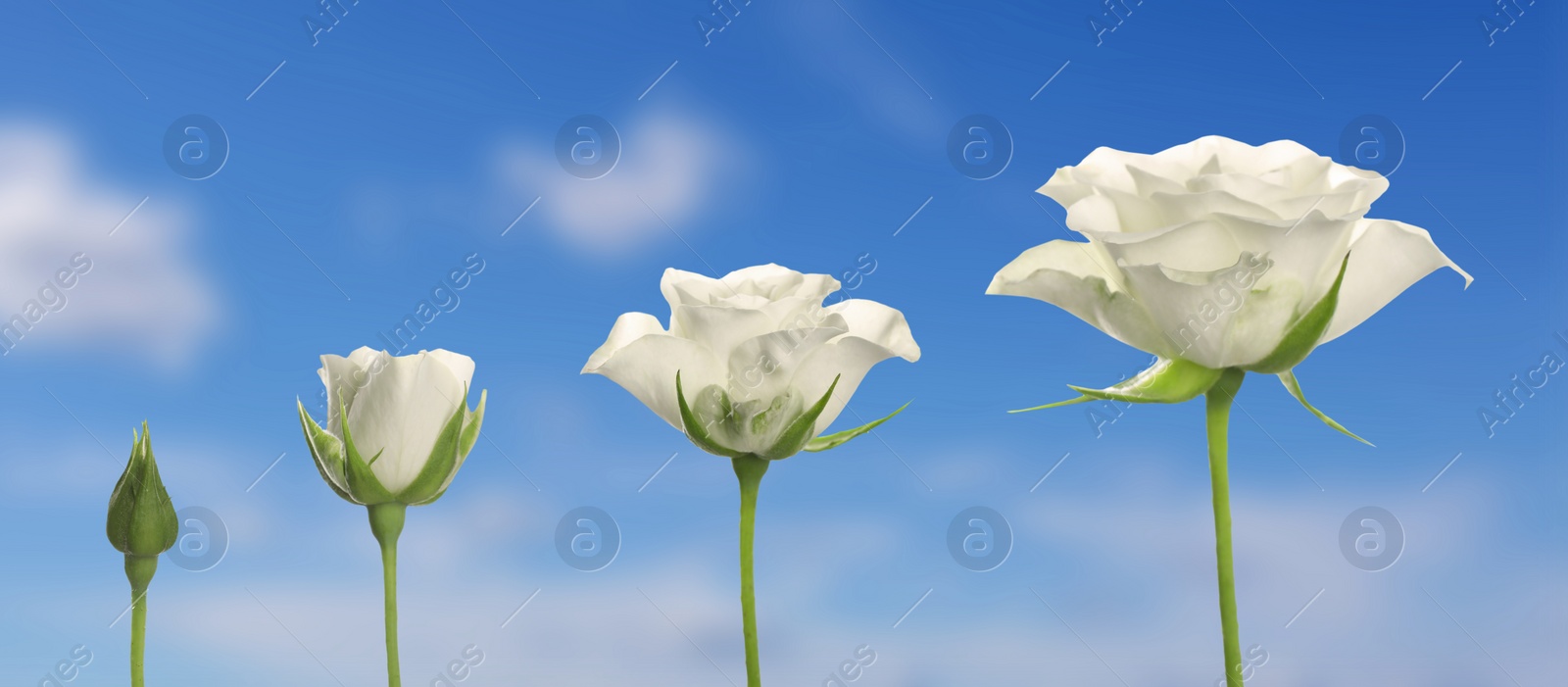 Image of Blooming stages of beautiful rose flower against sky