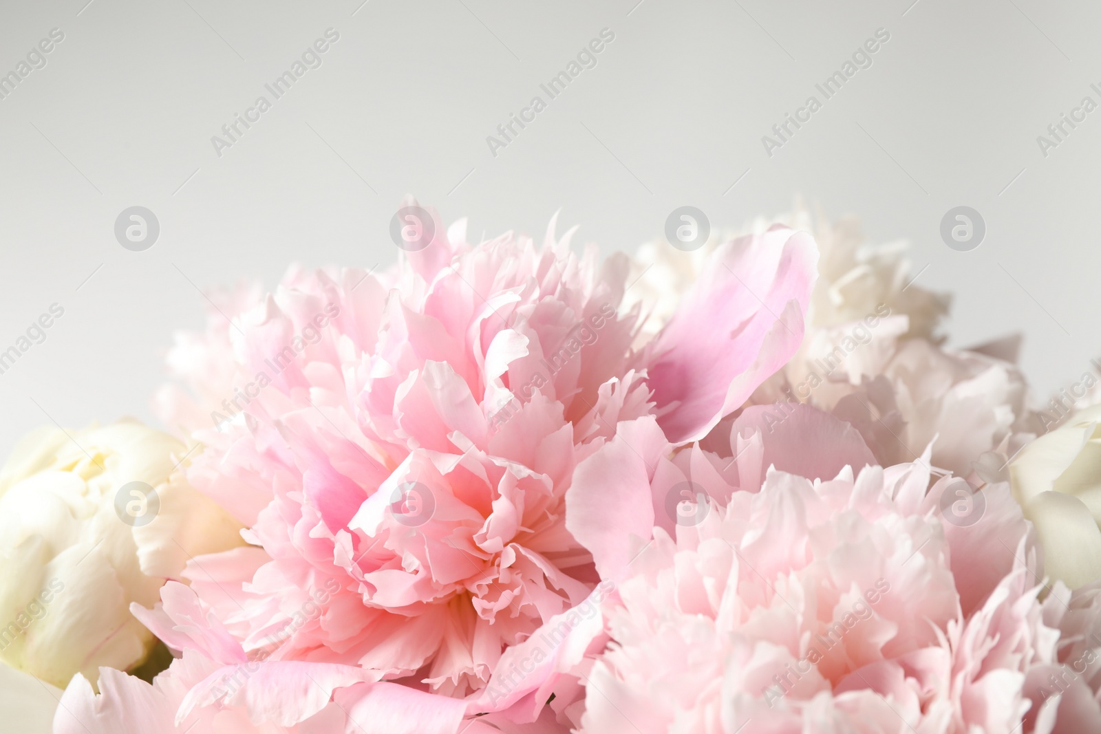 Photo of Beautiful peony bouquet on light background, closeup