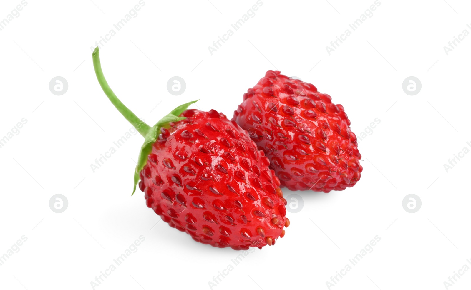 Image of Fresh ripe wild strawberries isolated on white