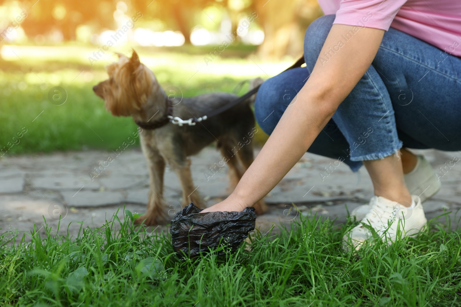 Photo of Woman picking up her dog's poop from green grass in park, closeup. Space for text