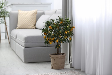 Potted kumquat tree on floor in living room. Interior design