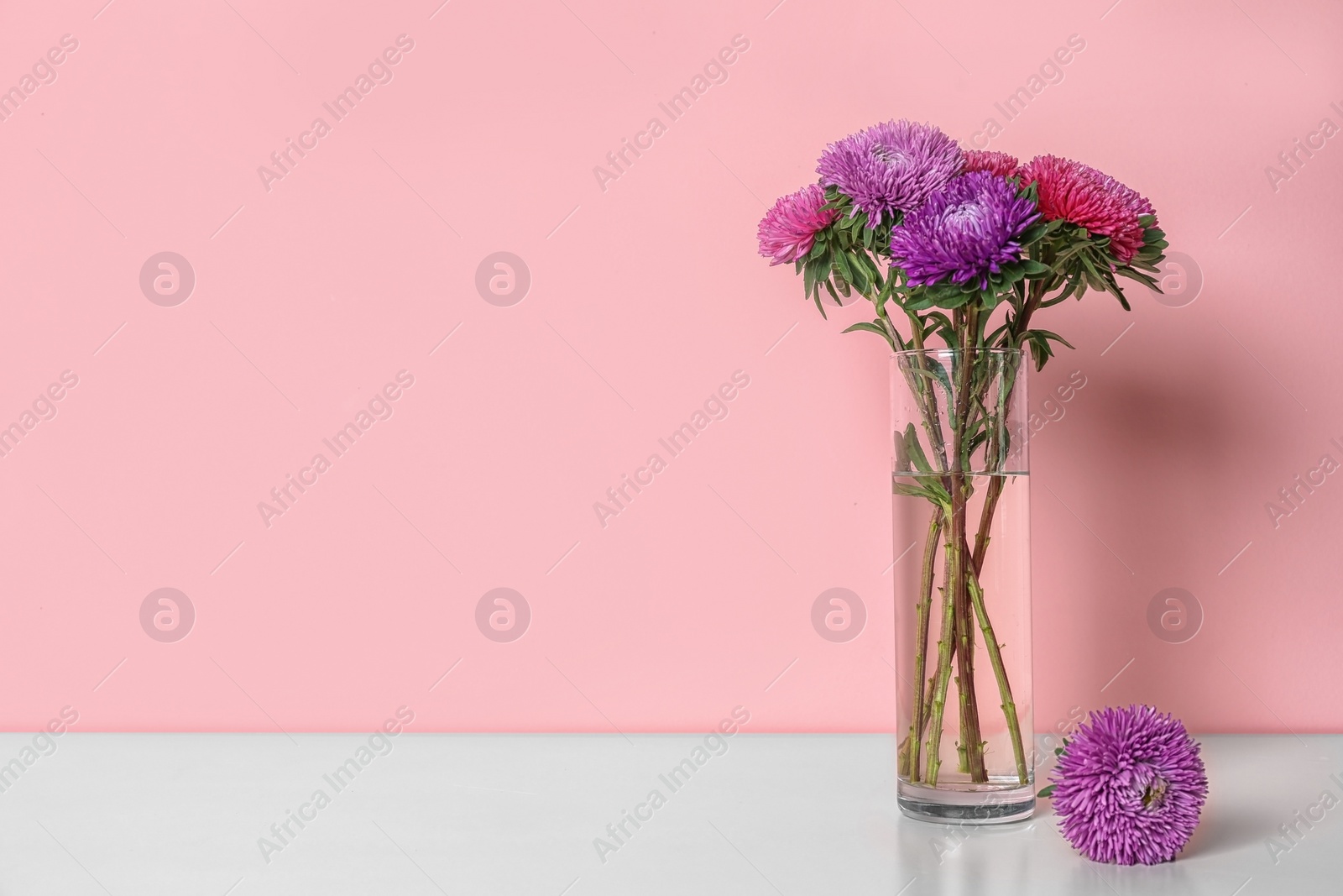 Photo of Beautiful flowers in vase and space for text on color background. Element of interior design