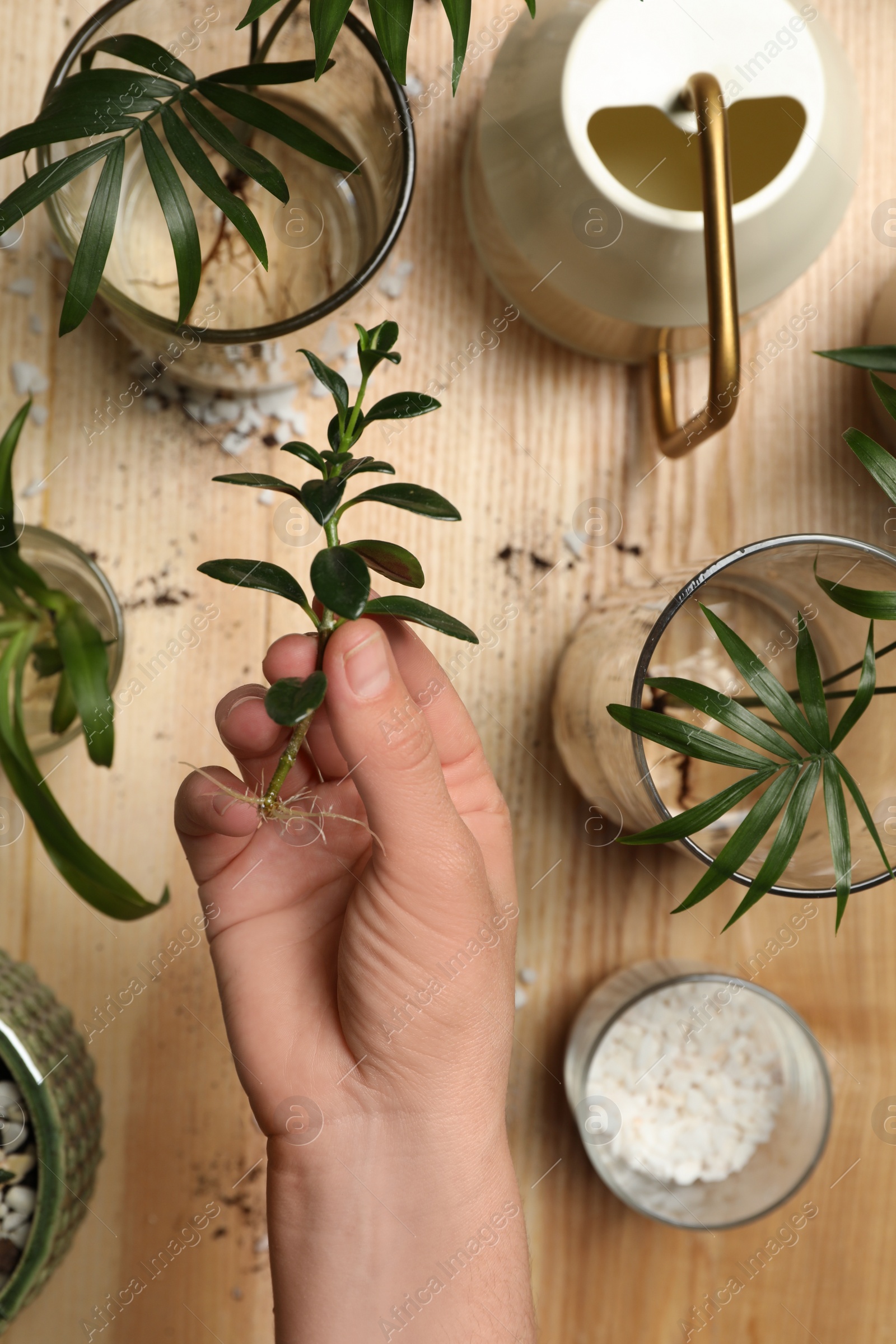 Photo of Woman holding house plant above wooden table, top view