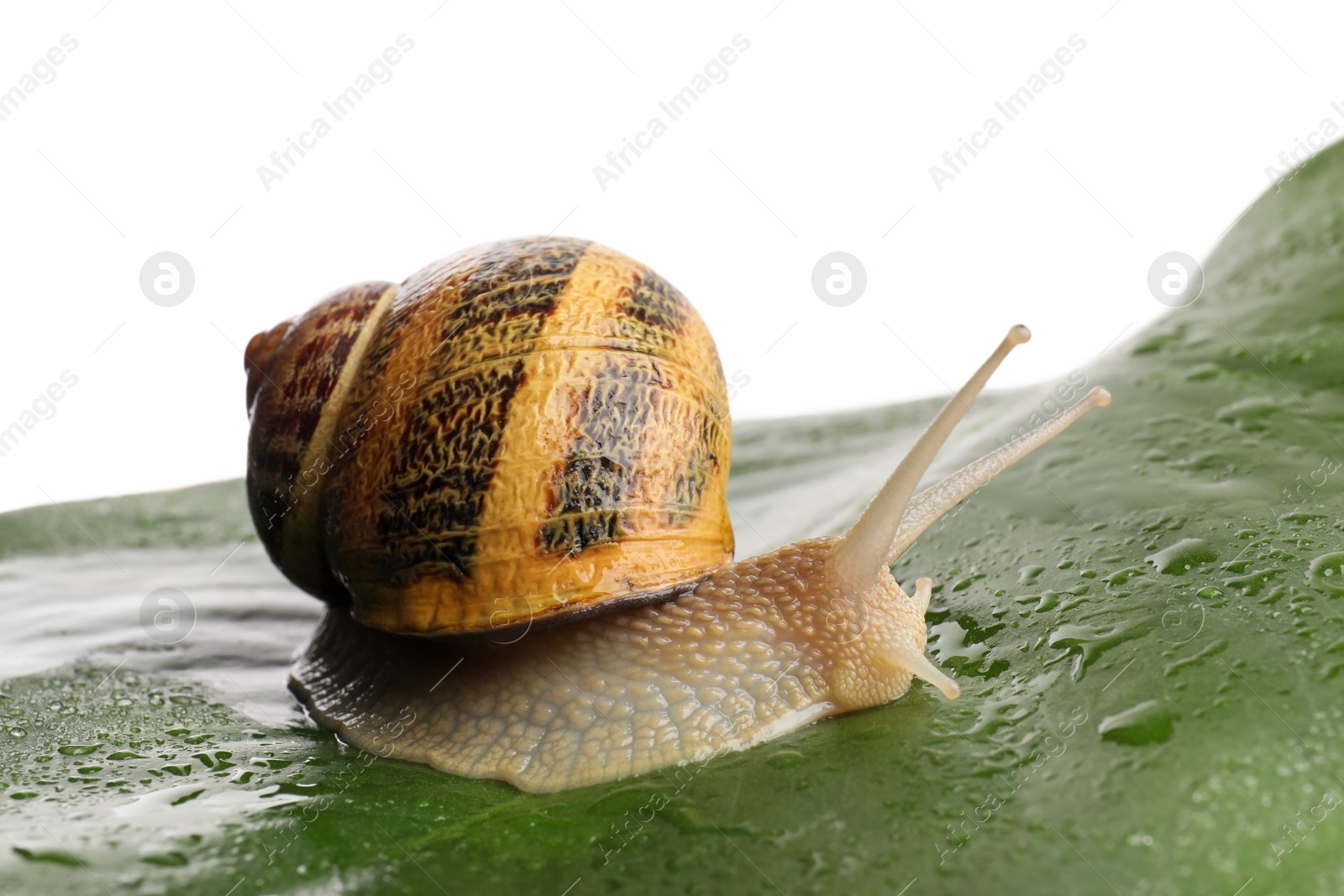 Photo of Common garden snail on wet leaf against white background, closeup