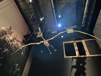 Photo of Leiden, Netherlands - November 19, 2022: Life size skeleton of Pterodactyl in museum, low angle view