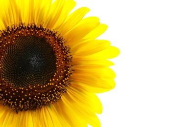 Photo of Beautiful bright yellow sunflower on white background